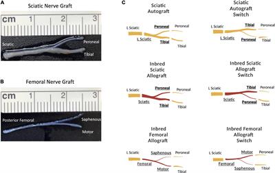 The effects of graft source and orientation on outcomes after ablation of a branched peripheral nerve